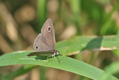 Ypthima huebneri