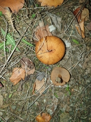 Inocybe dulcamara