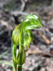 Pterostylis melagramma