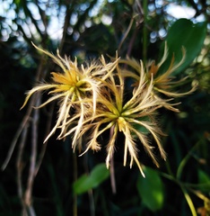 Clematis tashiroi