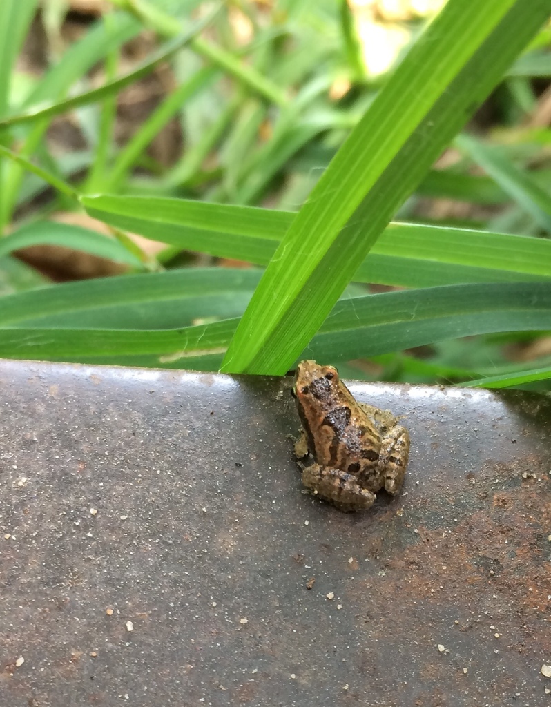 Nilphamarai Narrow-mouthed Frog (Microhyla nilphamariensis)