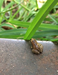 Microhyla nilphamariensis