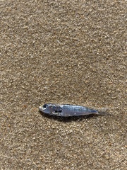 Sardina pilchardus