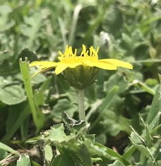 Arctotheca prostrata