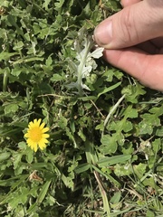 Arctotheca prostrata