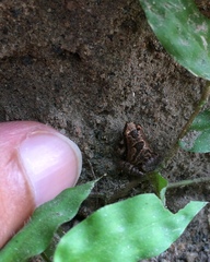 Microhyla nilphamariensis