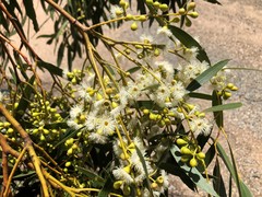 Eucalyptus porosa