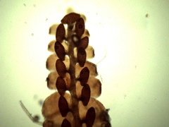 Frullania capensis