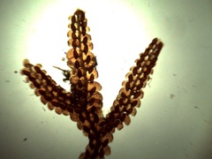 Frullania capensis