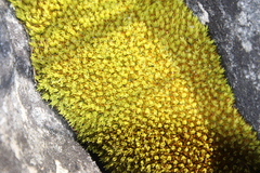 Hypodontium pomiforme