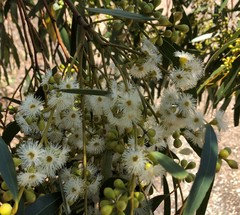 Eucalyptus porosa