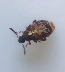 Megabruchidius dorsalis