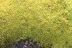 Hypodontium pomiforme