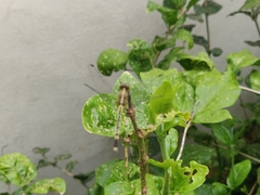 Diplacodes trivialis