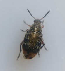 Megabruchidius dorsalis