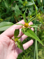 Bidens comosa