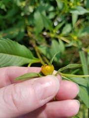 Bidens comosa