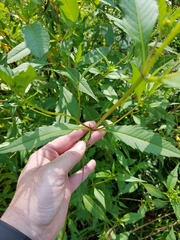 Bidens comosa