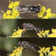 Cheilosia soror