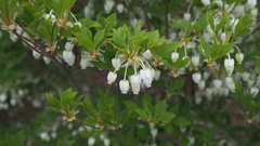 Enkianthus perulatus
