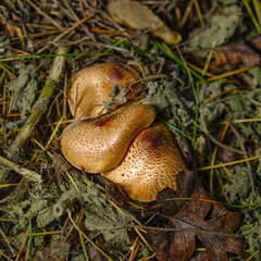Lepiota ochraceofulva