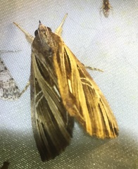 Ercheia ekeikei