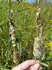 Cuscuta glomerata