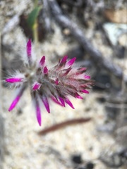 Ptilotus manglesii