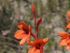 Watsonia stenosiphon