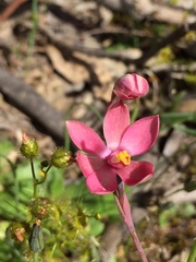 Thelymitra × macmillanii