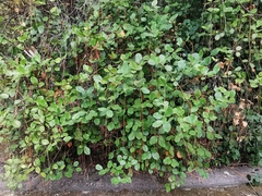 Itea ilicifolia