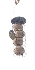 Cyanistes caeruleus
