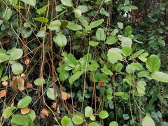 Itea ilicifolia
