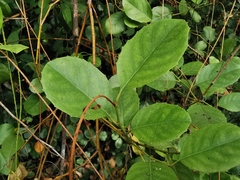 Itea ilicifolia