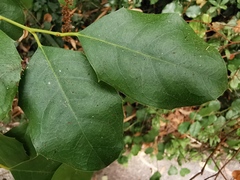 Itea ilicifolia