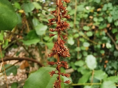 Itea ilicifolia