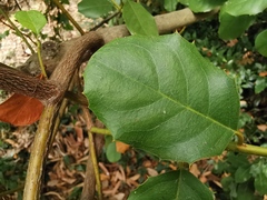 Itea ilicifolia