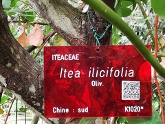 Itea ilicifolia