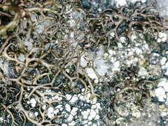 Cetraria muricata