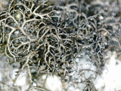 Cetraria muricata