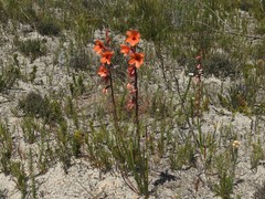 Watsonia stenosiphon