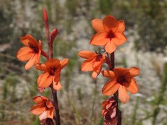 Watsonia stenosiphon