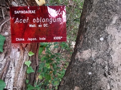 Acer oblongum