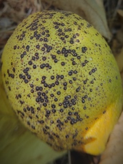 Chrysomphalus aonidum