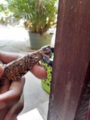 Draco volans