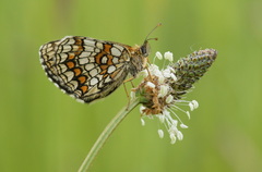 Melitaea athalia
