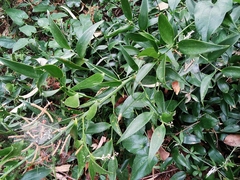 Danae racemosa