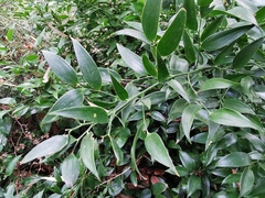 Danae racemosa