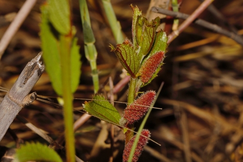 False-nettle bush (Acalypha caperonioides)