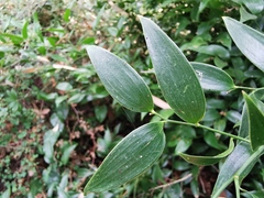 Danae racemosa